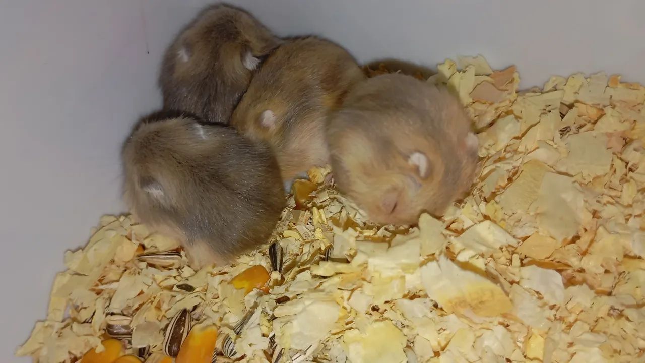 hamster anão russo 