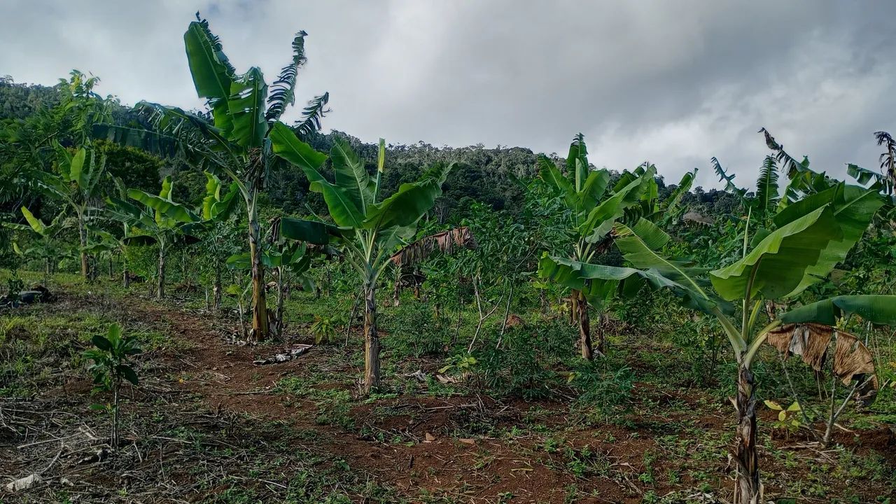 Sítio venda ou troca  - Foto 5