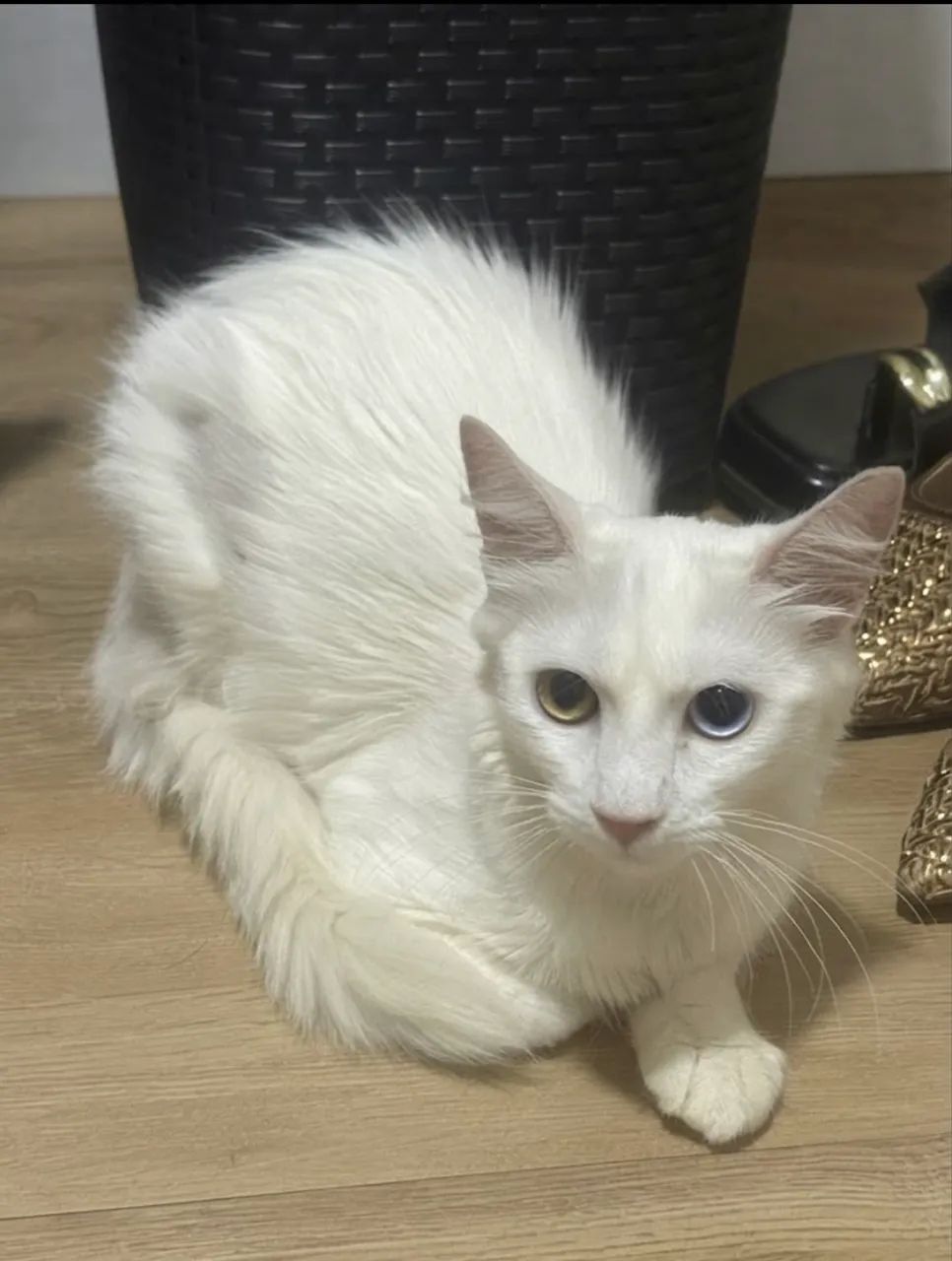 Gata pra adoção 