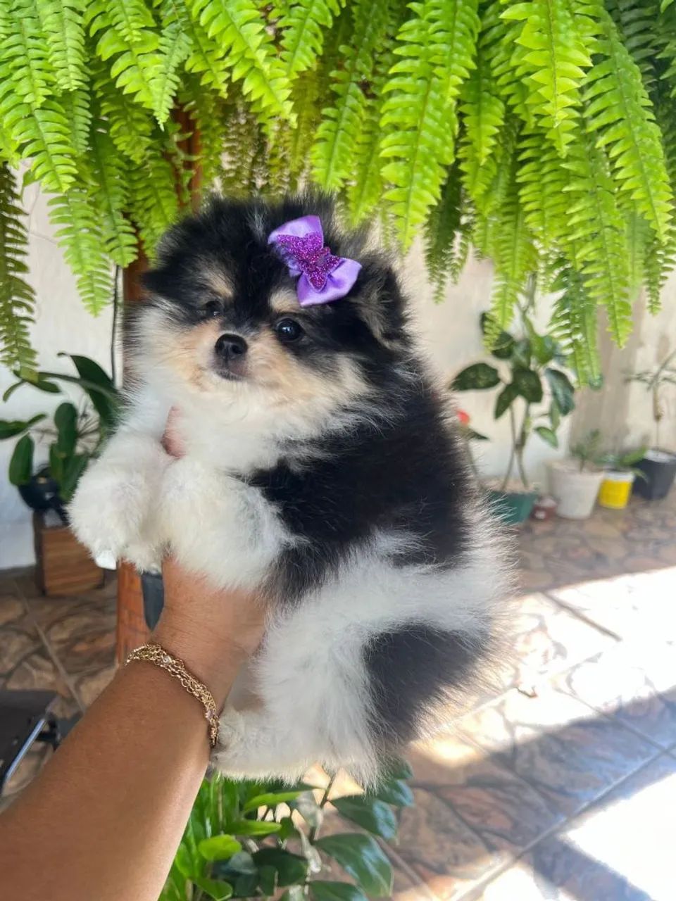 Spitz Alemão 
