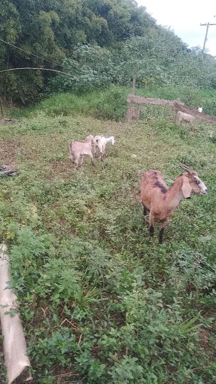 Cabra parida - Foto 5