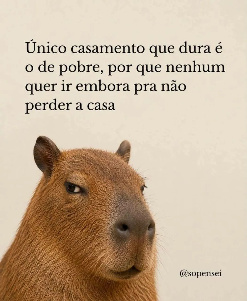 Hamister 
