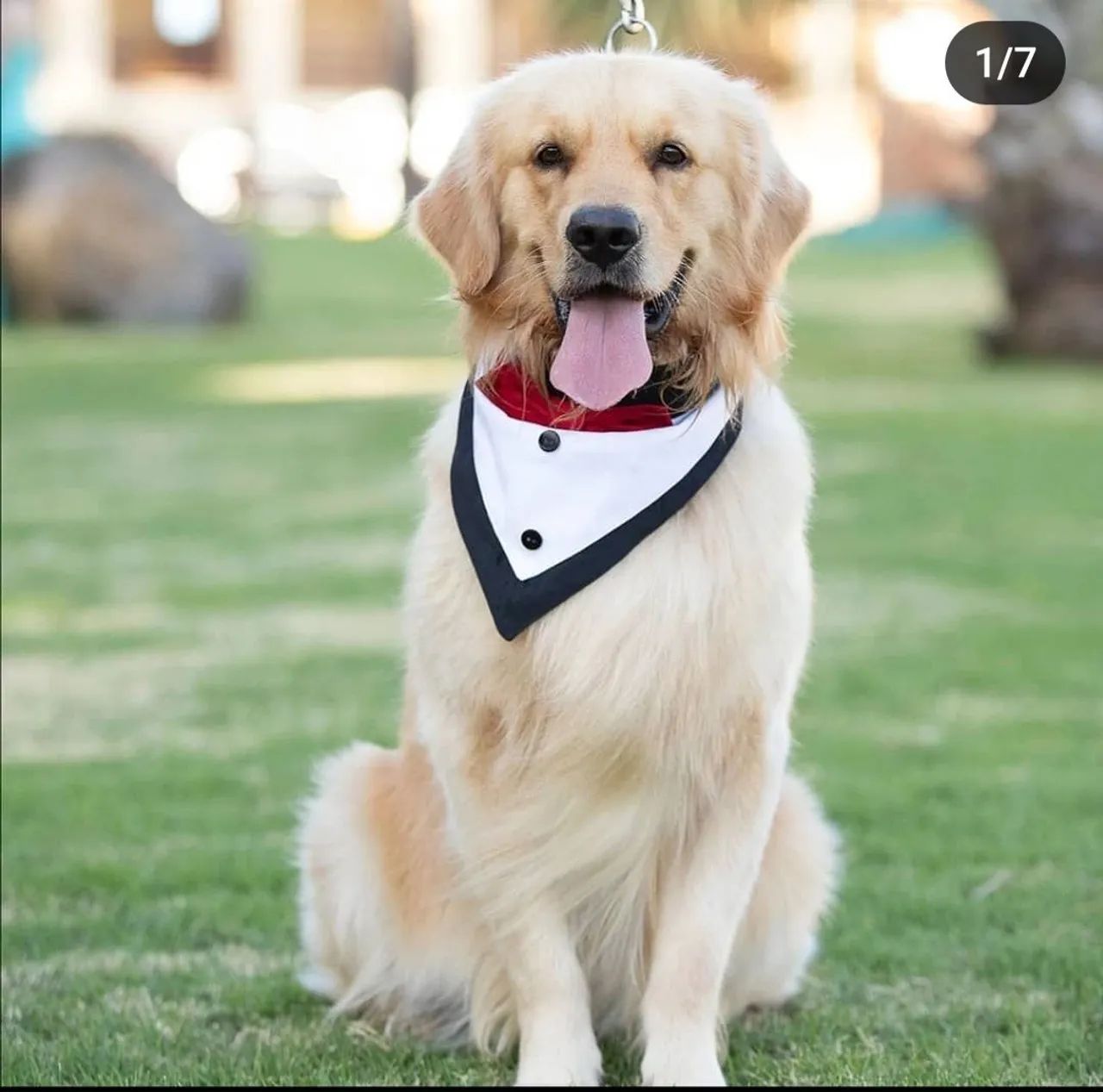 Golden Retriever  - Foto 4