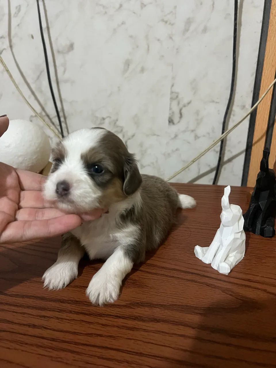 Cachorro