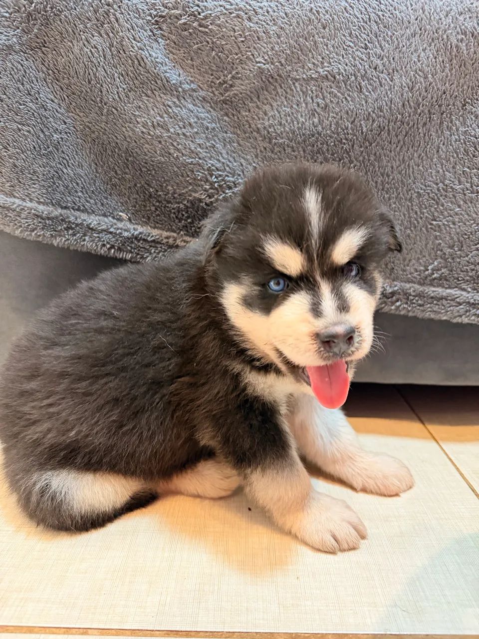 Husky siberiano - Foto 2