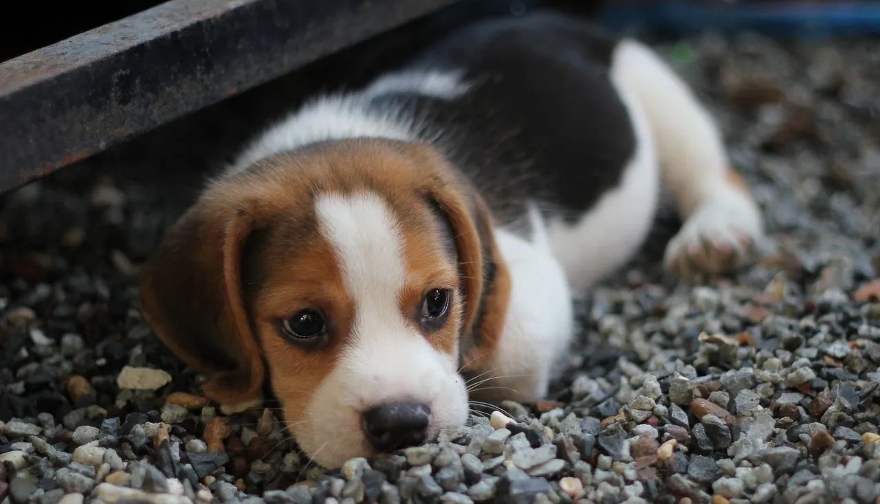 Cachorro 