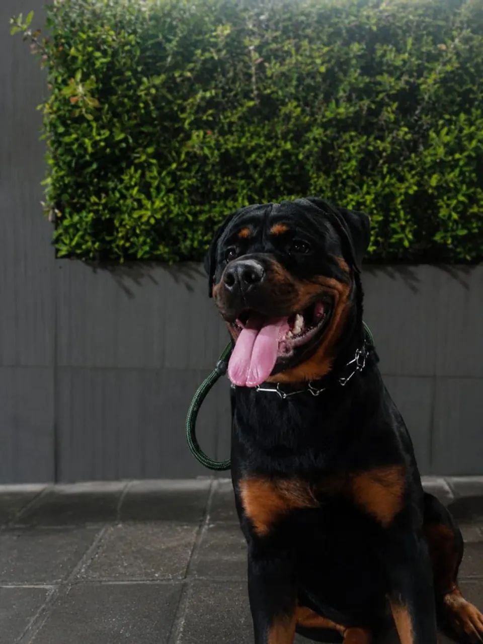 Rottweiler 