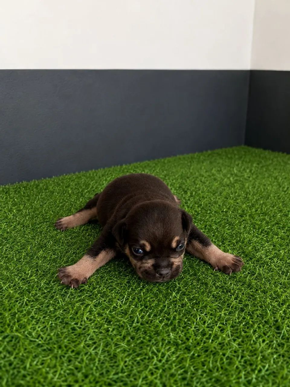 American bully micro - Foto 4