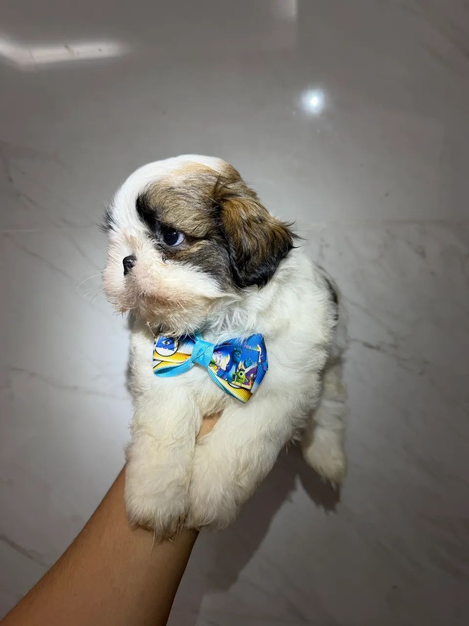 Shihtzu macho  - Foto 4