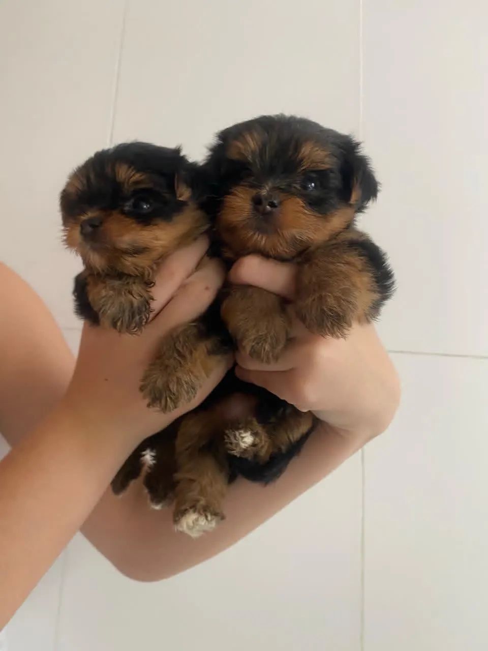 Cachorro a venda  - Foto 2