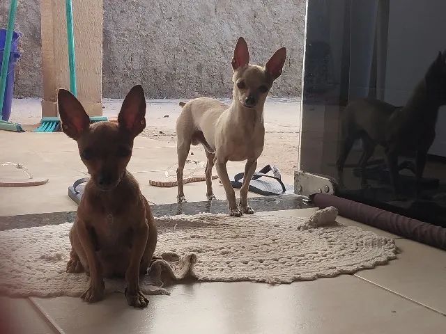Pinscher miniatura (0 com 1) - Foto 3