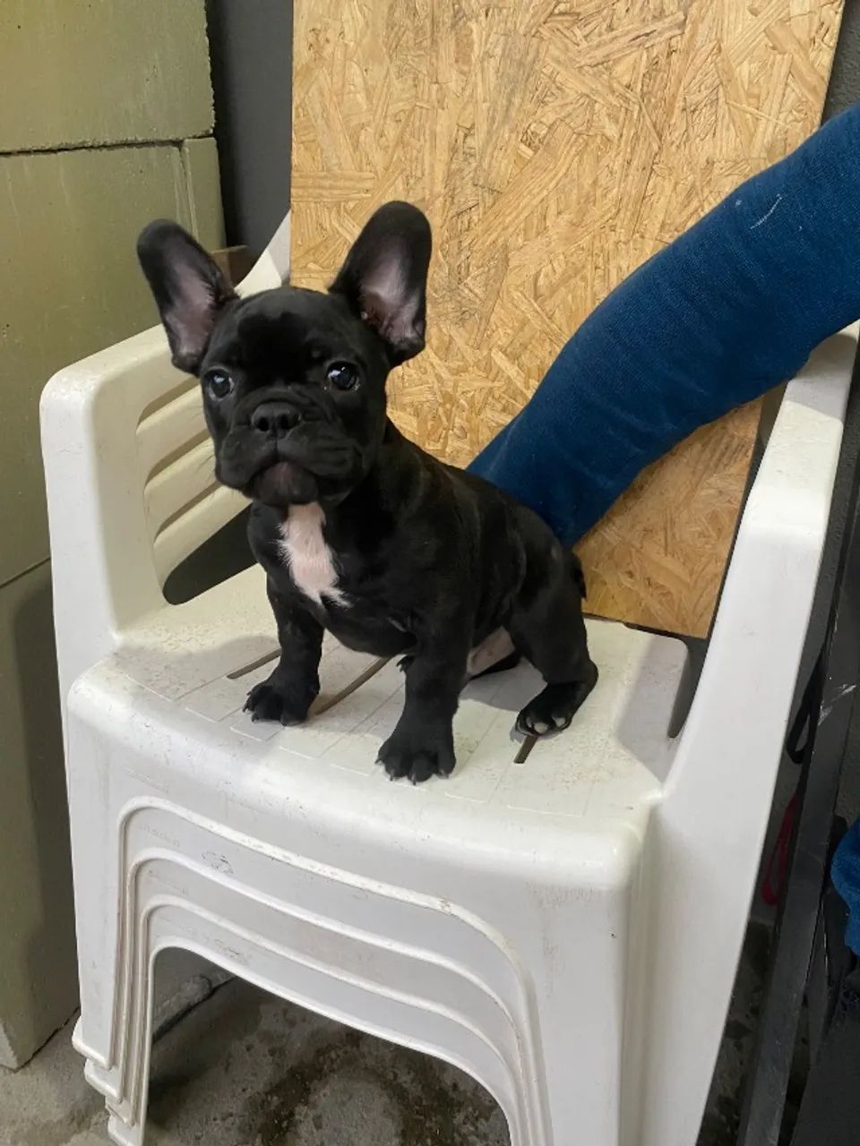 Buldogue francês 