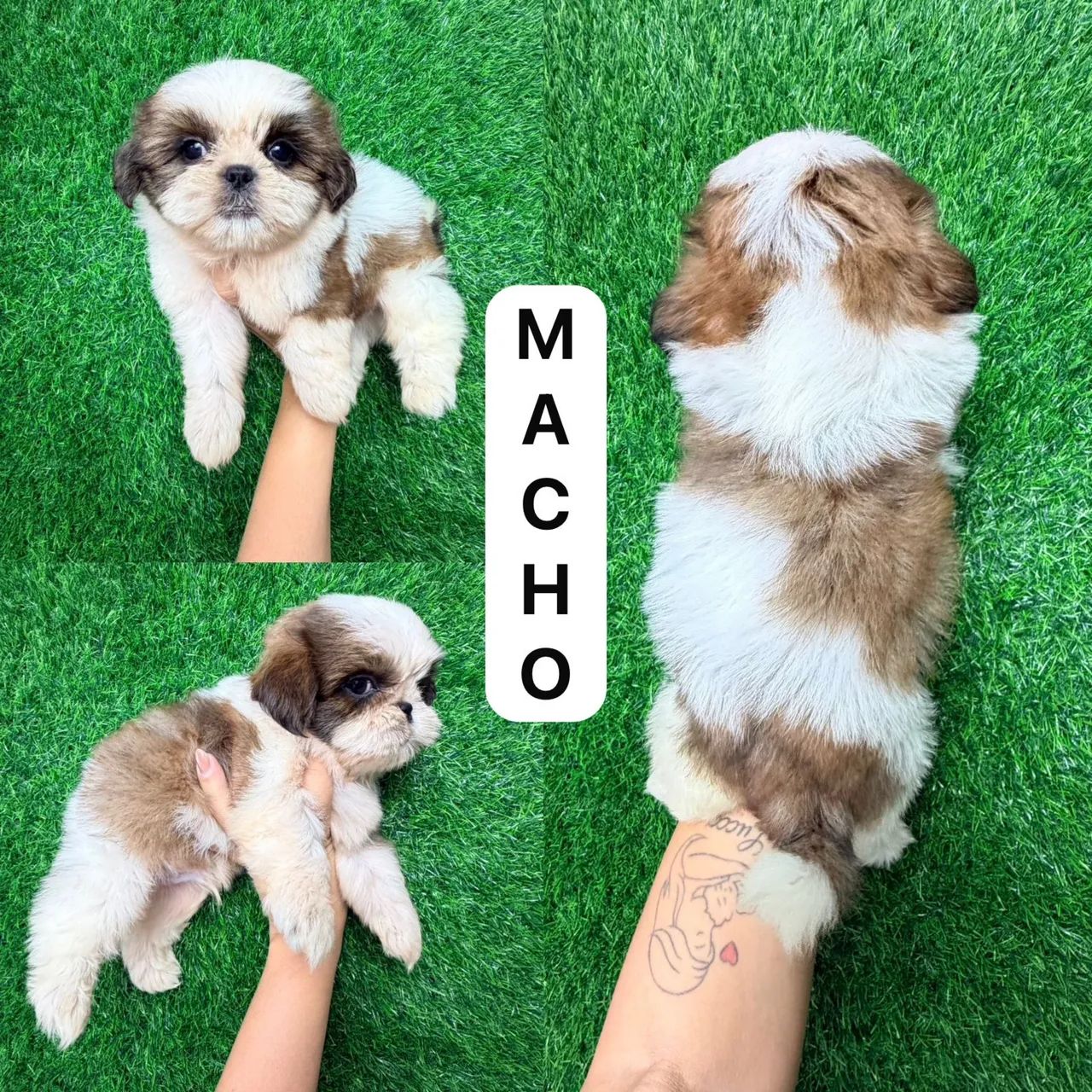 Shitzu menino branco e Marron 