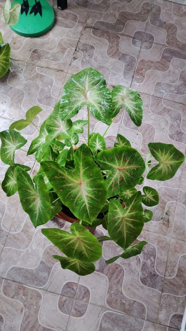 Planta CALÁDIO PROMOÇÃO DE :110,00 POR:70,00 - Foto 4