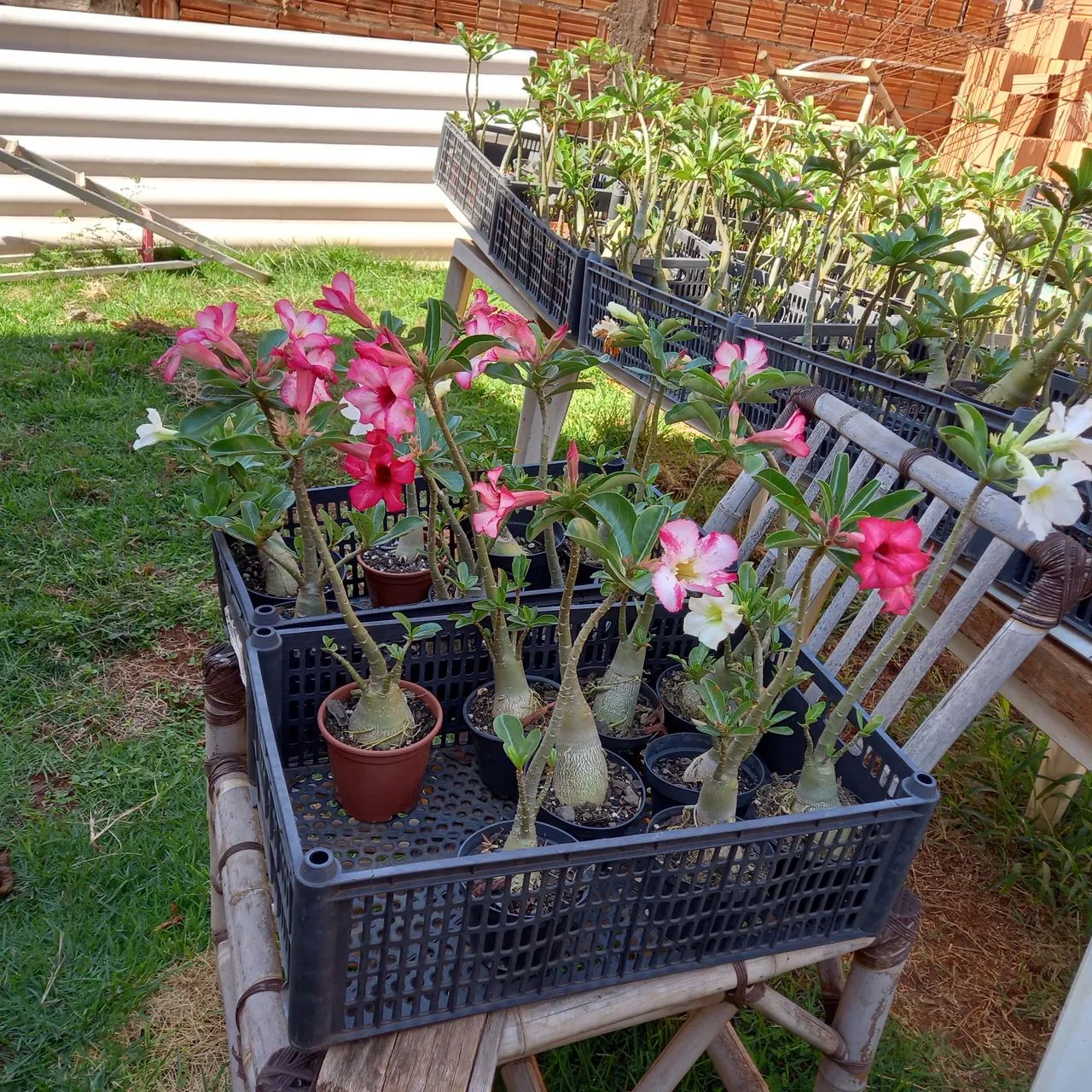 Vende - se rosas do deserto  - Foto 4