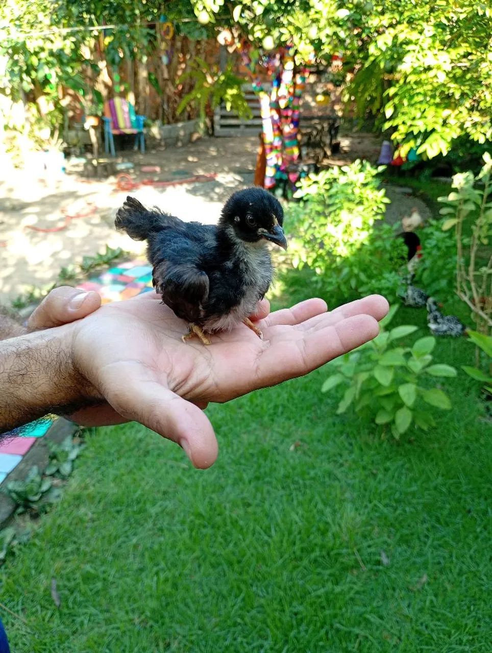 Pintinhos de garnize - Foto 2