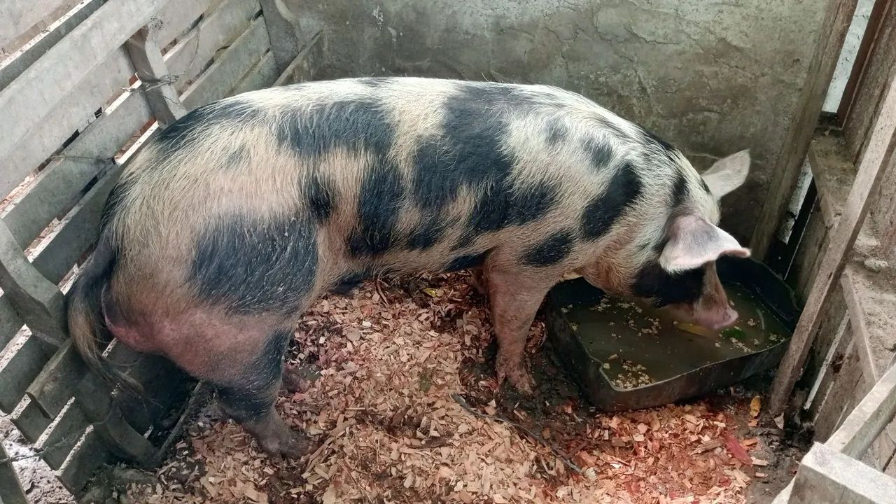 Venda porcos  - Foto 3
