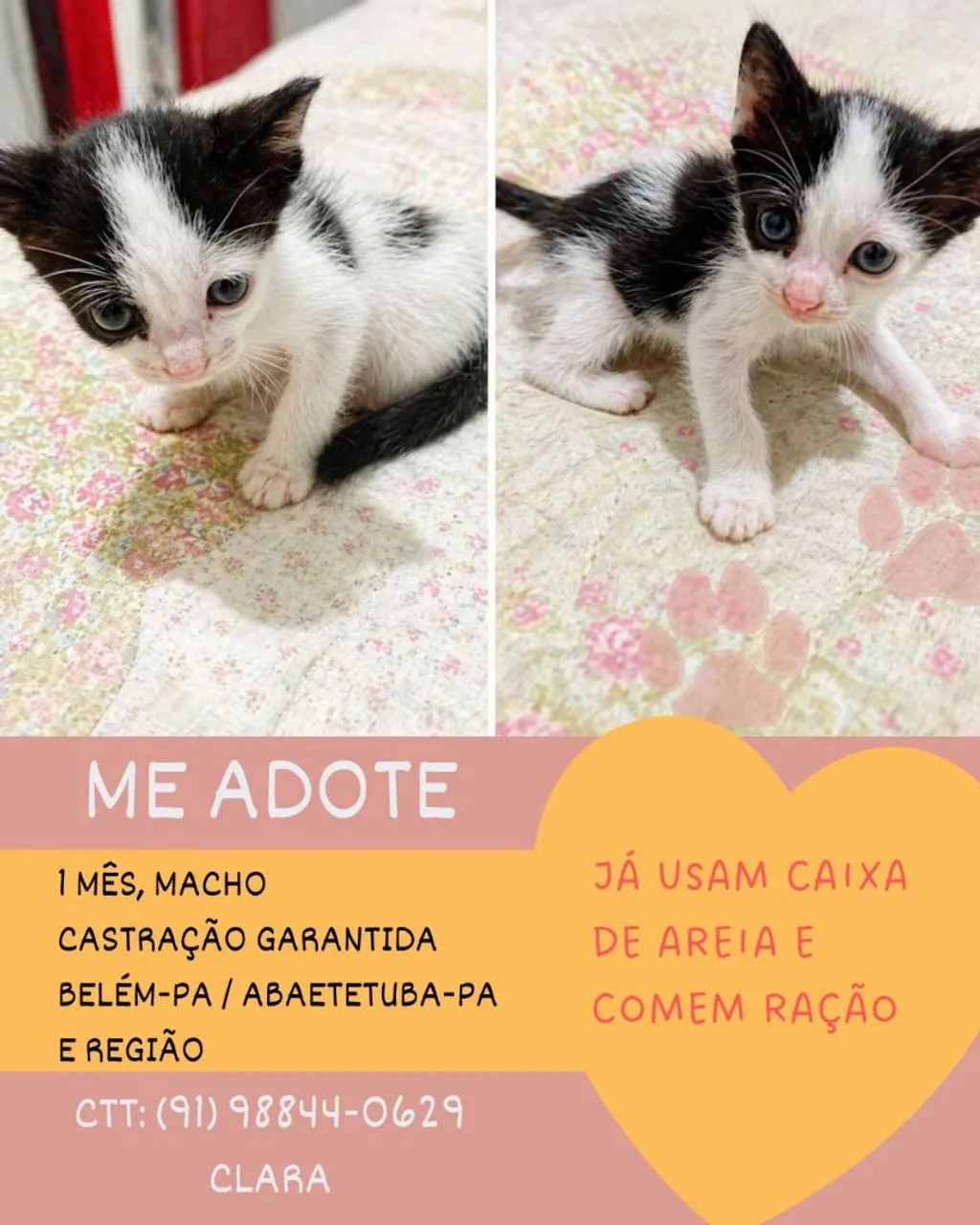 Gato para adoção - Foto 2