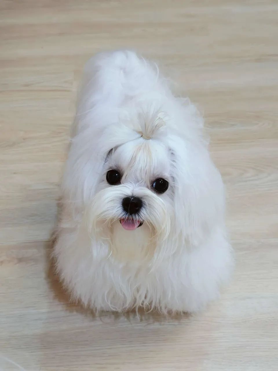 Raça maltês com pedigree  - Foto 4