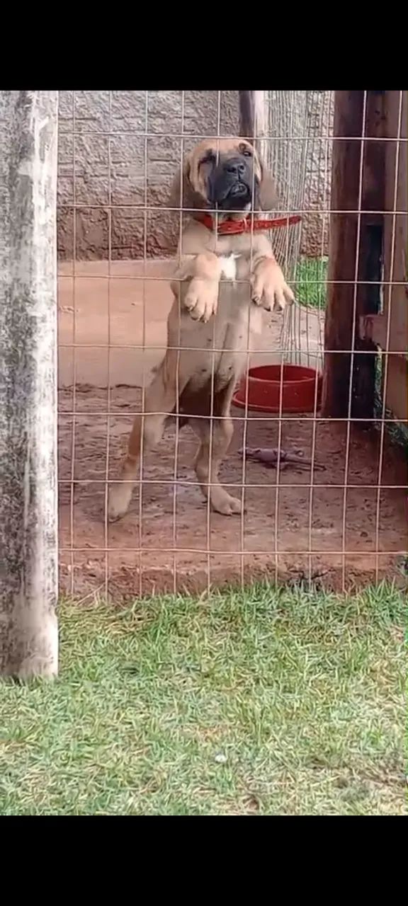 Fila brasileiro  - Foto 4