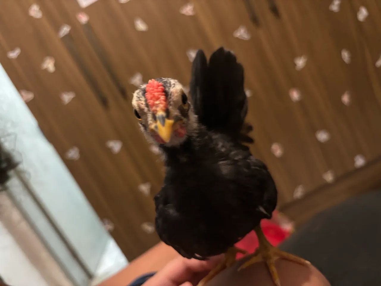 Pintinho de Garnizé Galinha Mini - Foto 4