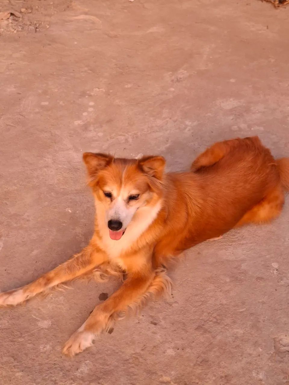 Cachorros pra adoção.  - Foto 5