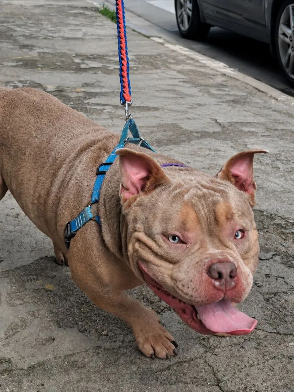 American bully micro  - Foto 5