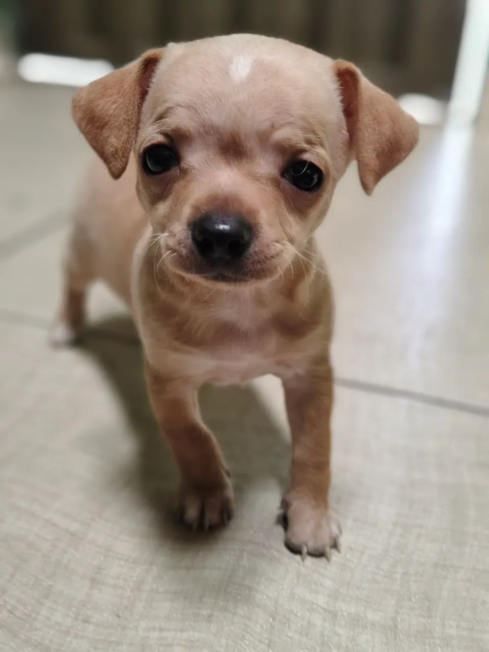 Pinscher mini - Foto 2