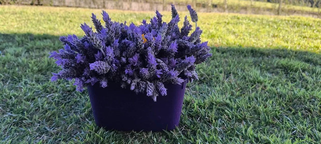? Flores de Lavanda ? - Foto 2