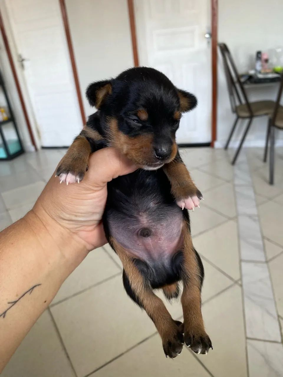 Cachorro - Foto 5