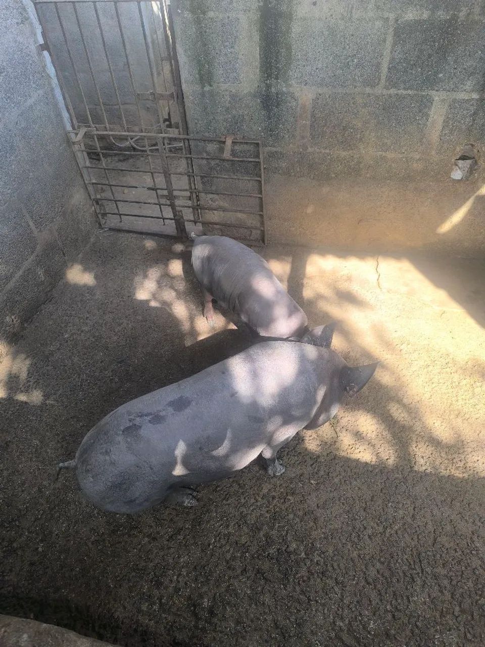 Animal  - Foto 4