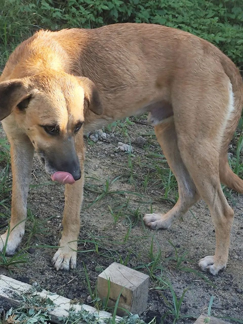Adoção Responsável  - Foto 2