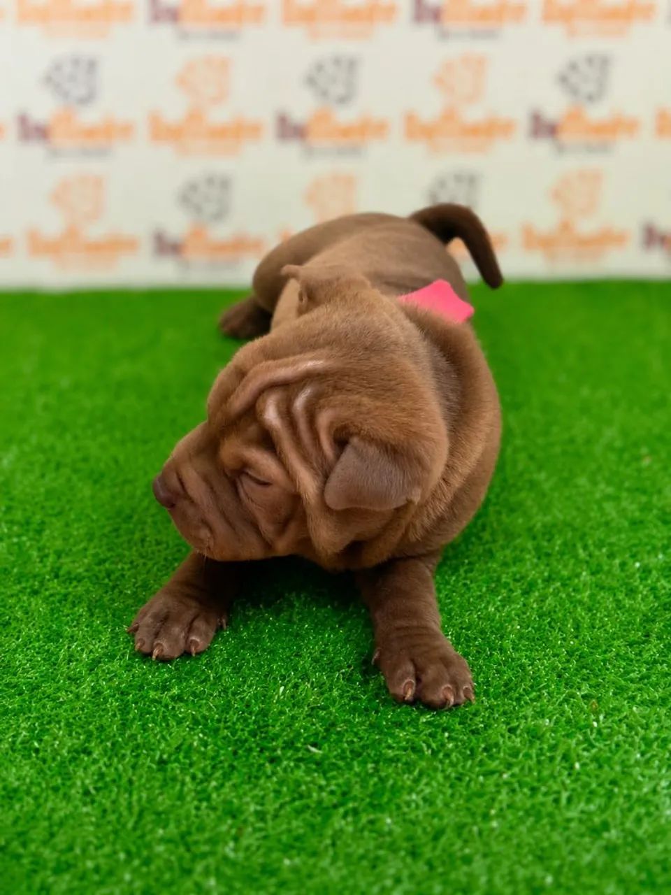 Shar-pei - Foto 3