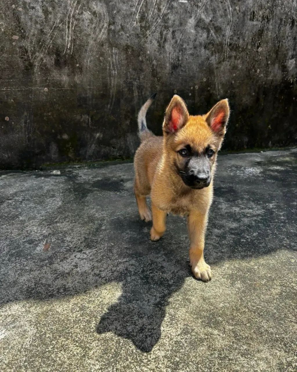 Pastor belga  - Foto 2