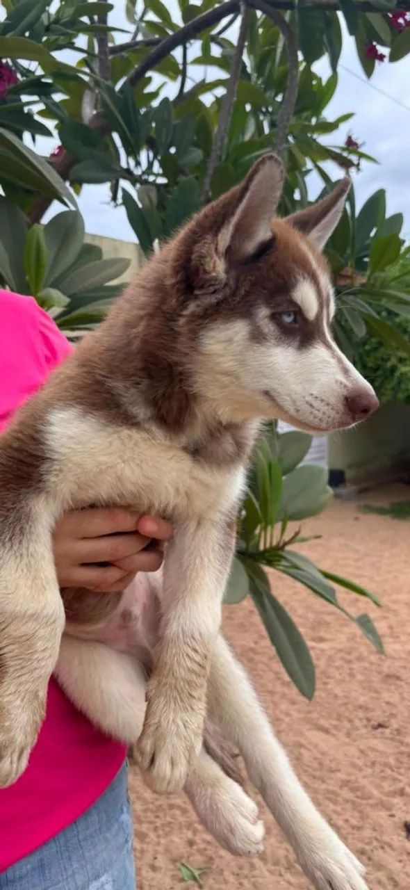 Husky siberiano - Foto 5