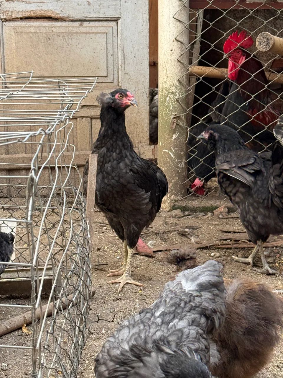 Casal de Galinha Araucana (Mapuche) - Foto 3
