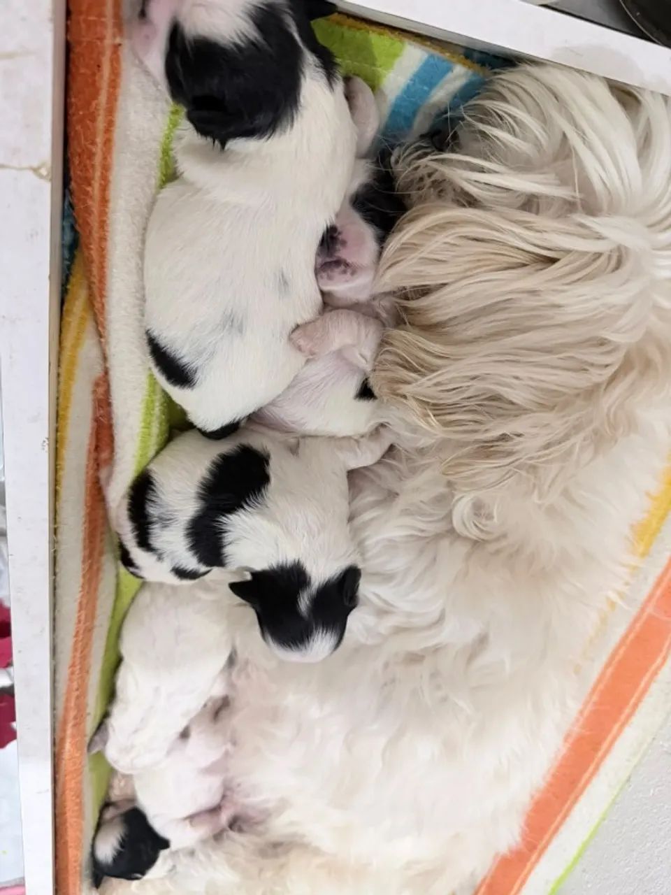 Shith-tzu - Foto 3