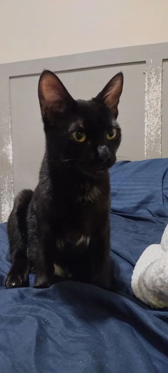 Adoção gata 8 meses