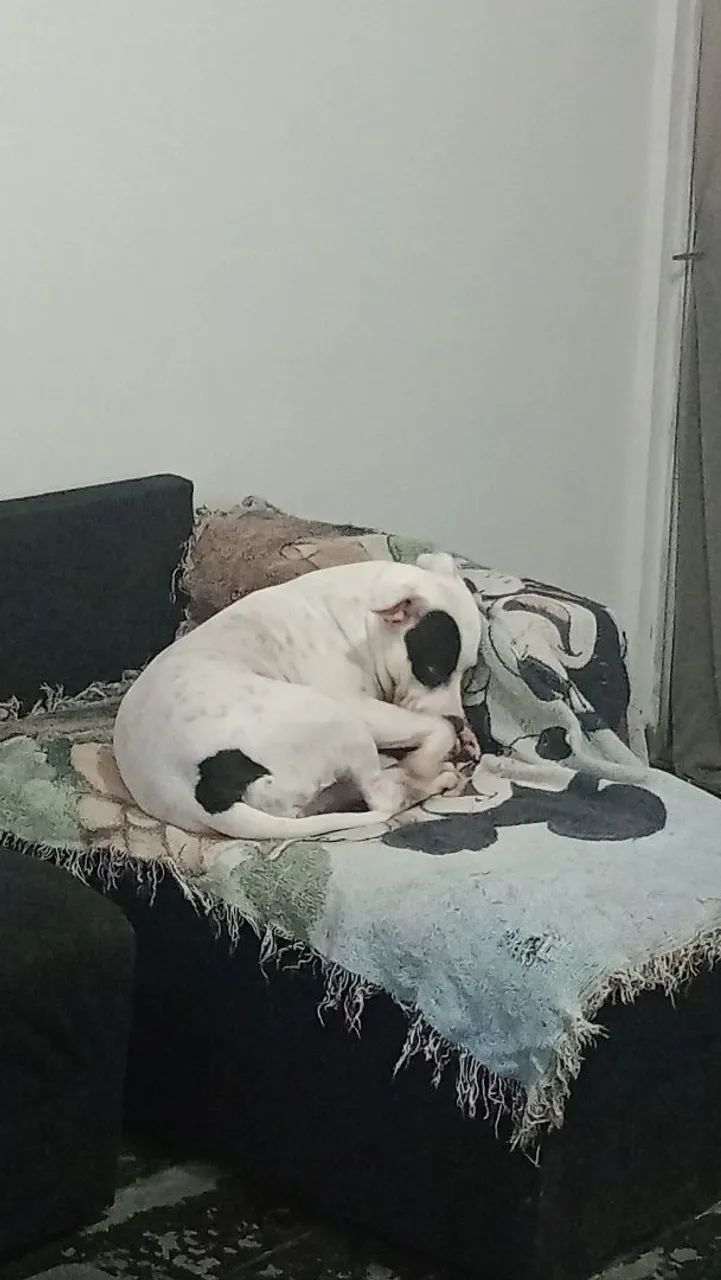 Adoção responsável de pet - Foto 2