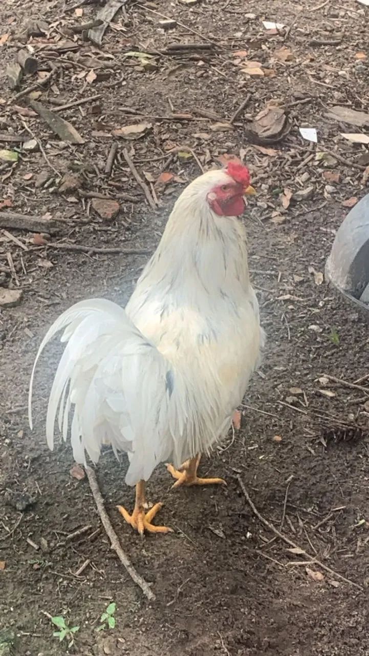 Galo - Foto 2