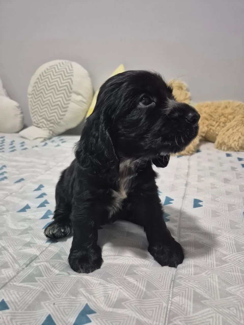 Cocker macho 