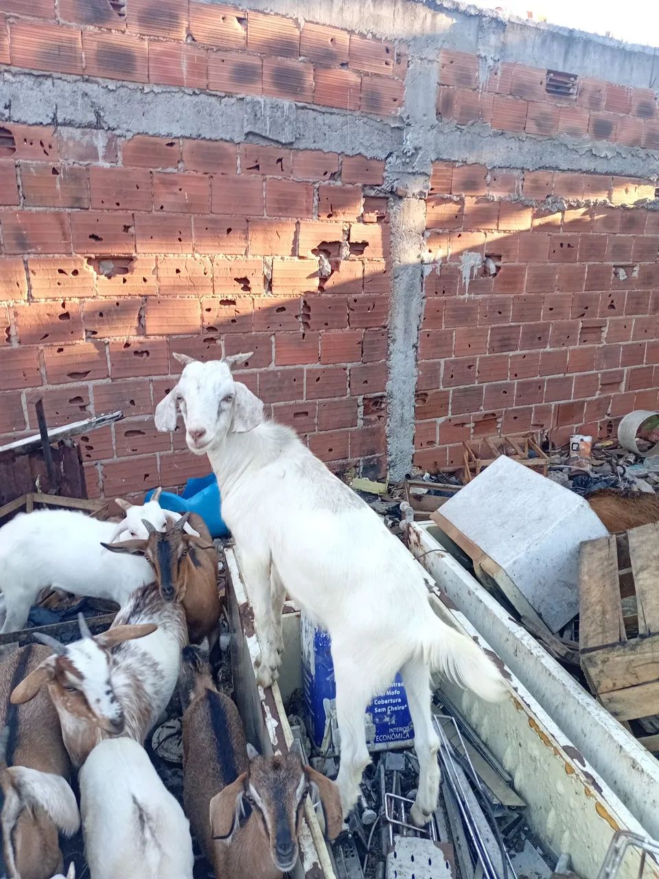 Cabras e cabritos  - Foto 3
