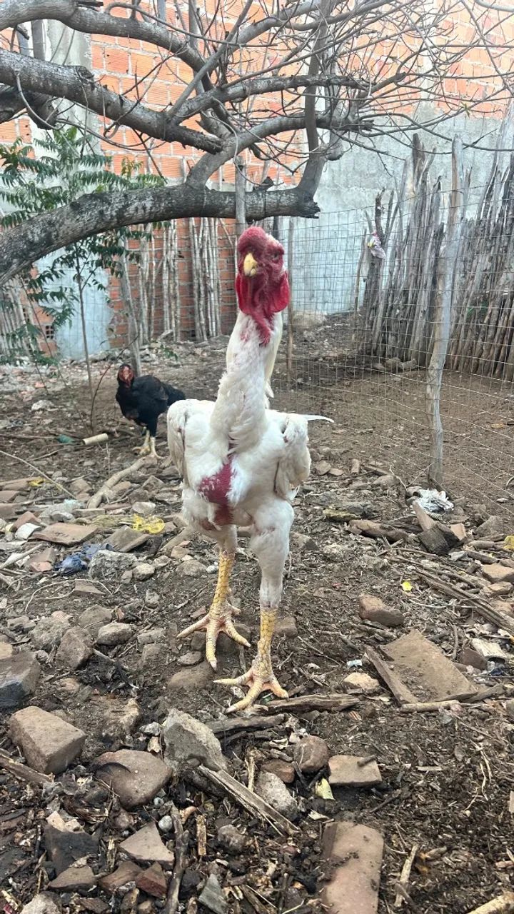 Índio gigante  - Foto 2