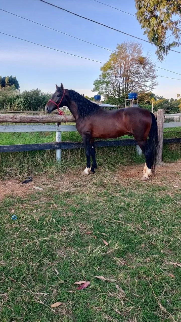Cavalo - Foto 2