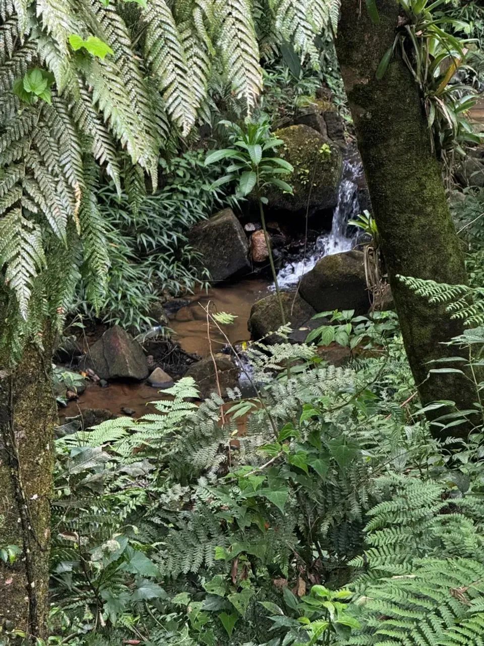 Chácara com casa, riacho e lago em Anitápolis - SC - Foto 3