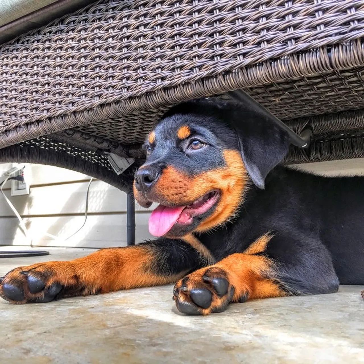 Rottweiler - Uma Companhia Que Transforma Qualquer Dia 