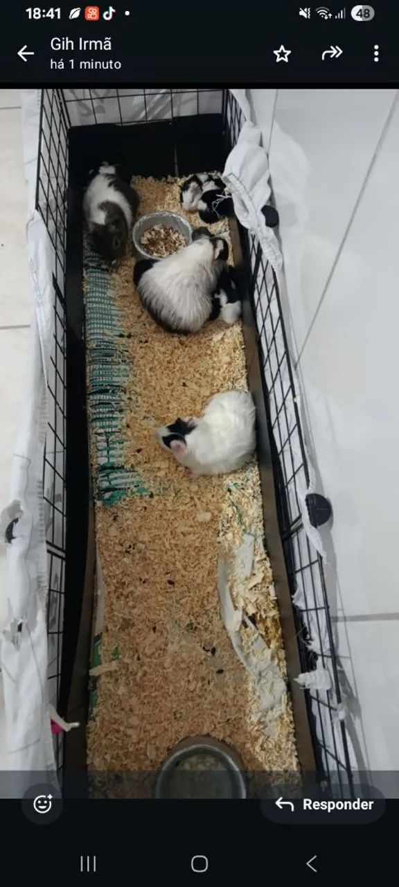 Porquinho da india  - Foto 2