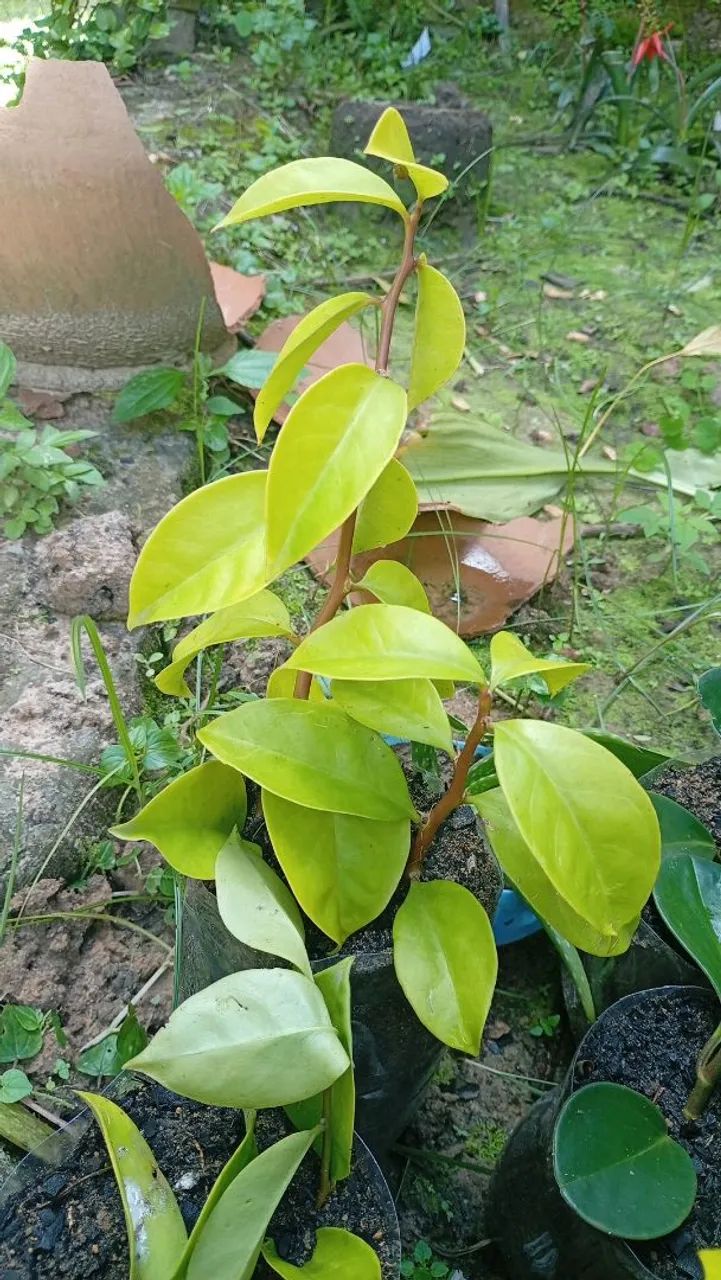 Plantas medicinais  - Foto 3
