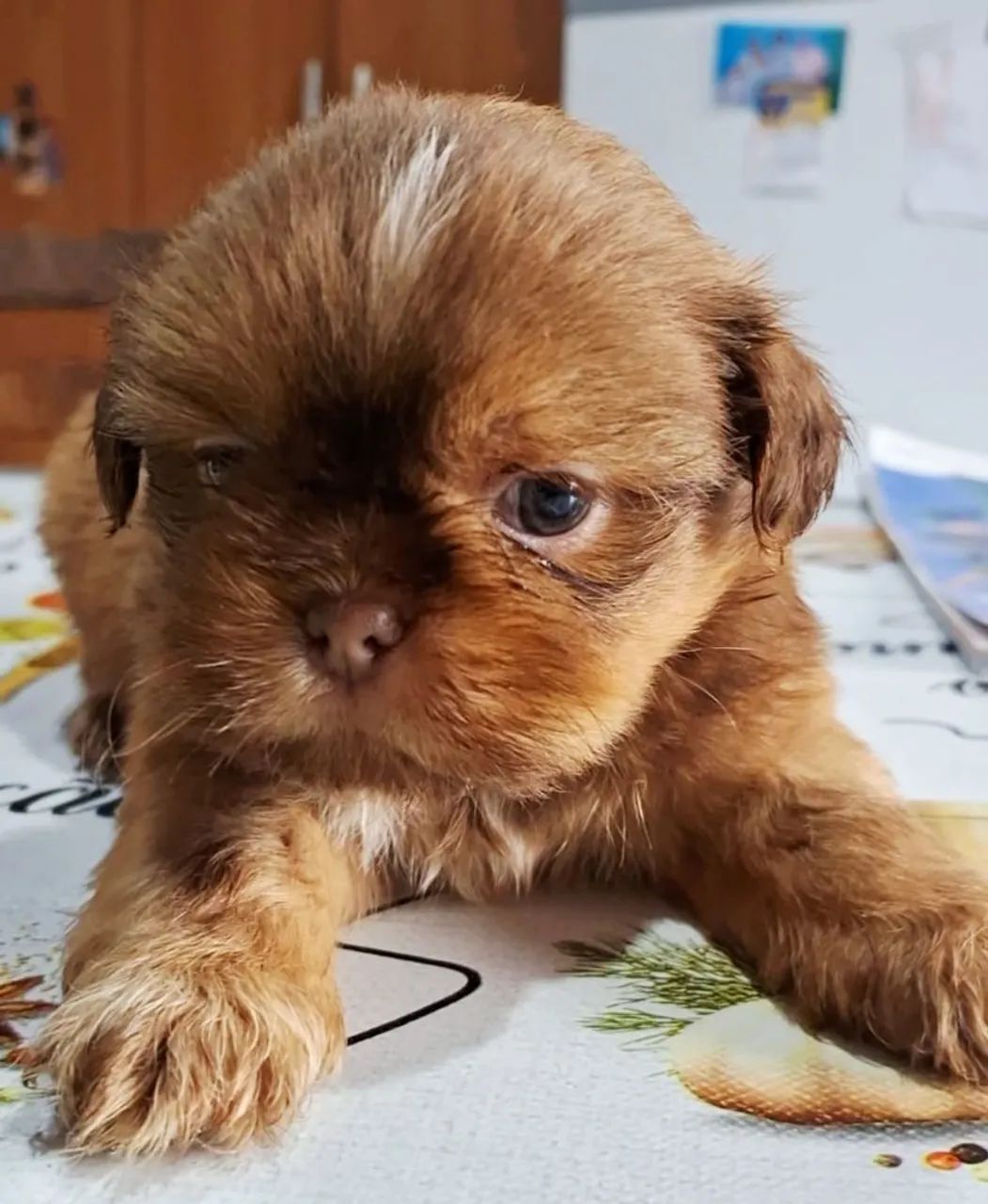 Cão  - Foto 4