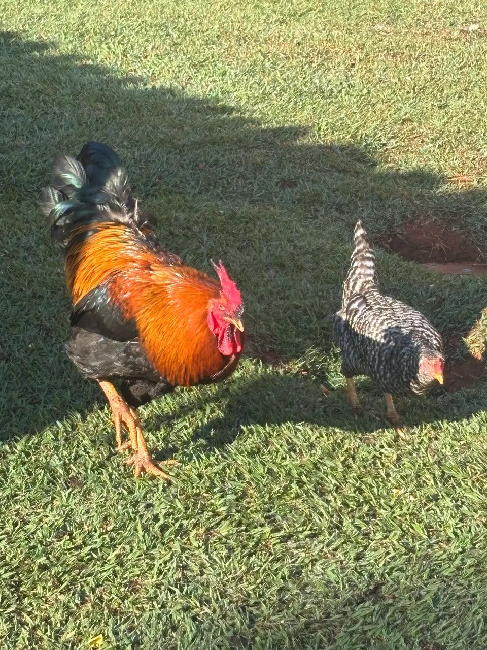 Galinha  - Foto 3